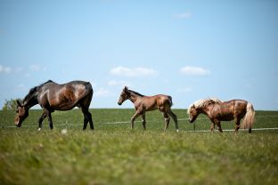 Equine Healthcare - 3